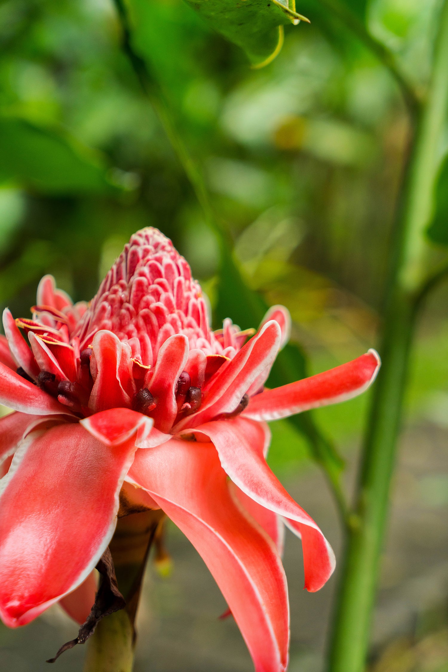 pink torch ginger singapore LOTUSWEI flower essences