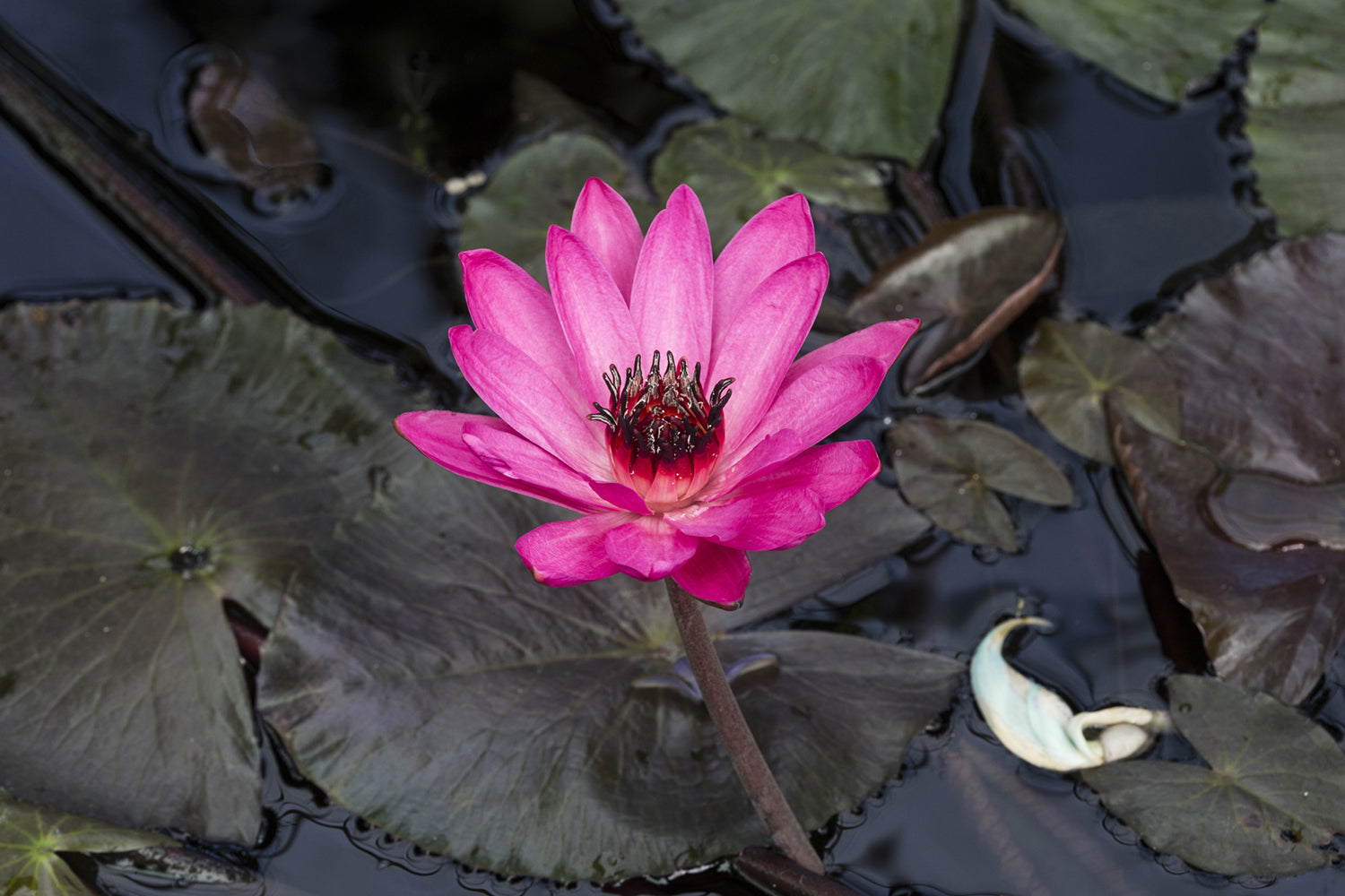 Red Cup Water Lily