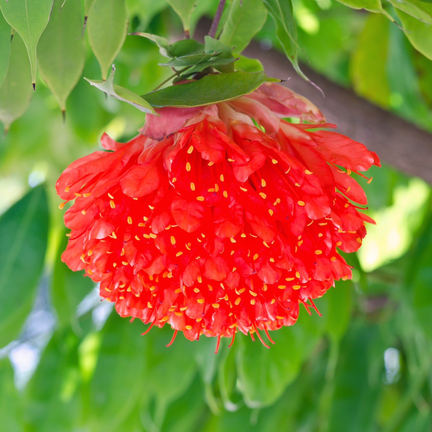 Rose of Venezuela