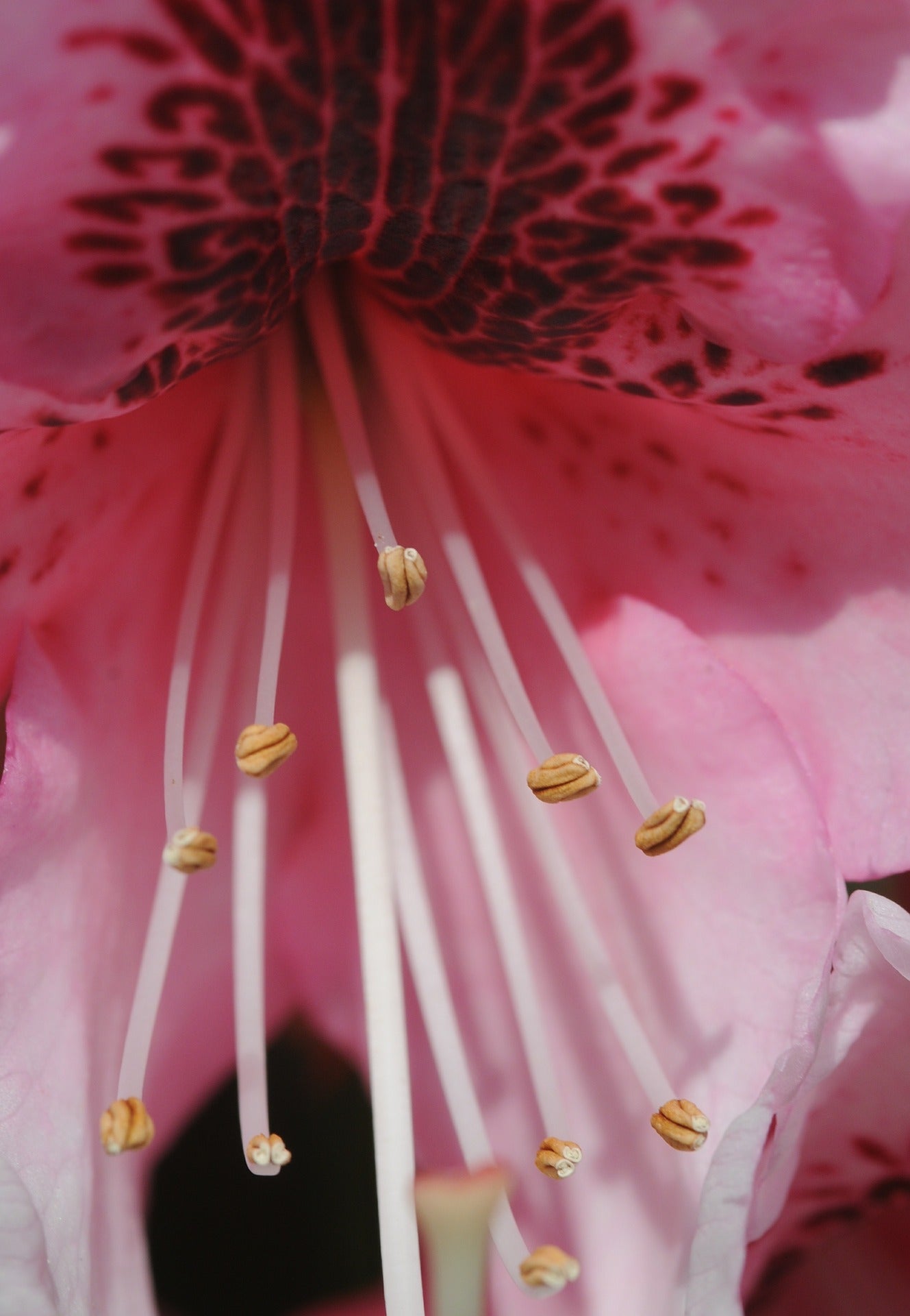 Pink Rhododendron fierce compassion Lotuswei flower essence elixir blend essences