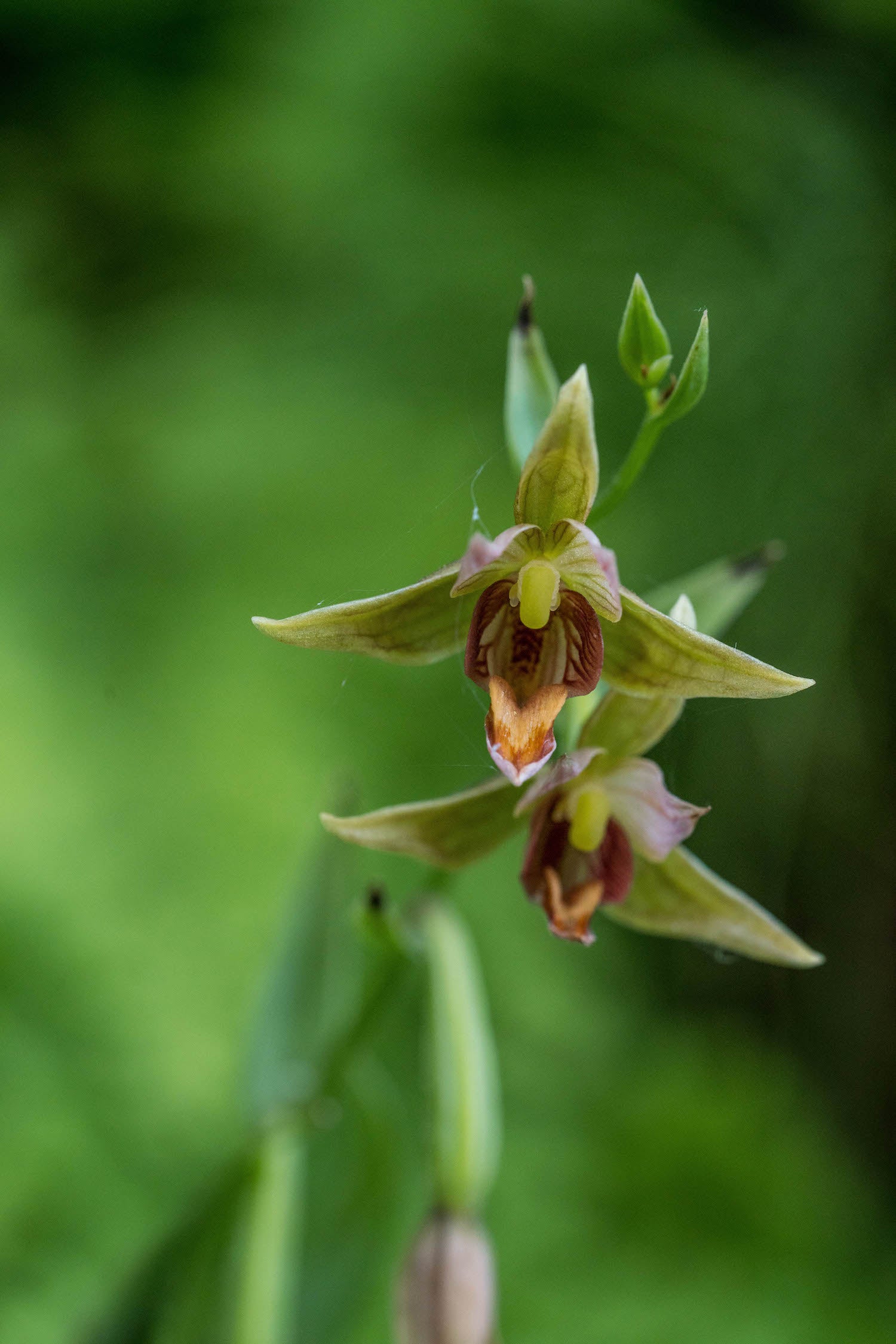 Stream Orchid LOTUSWEI flower essences