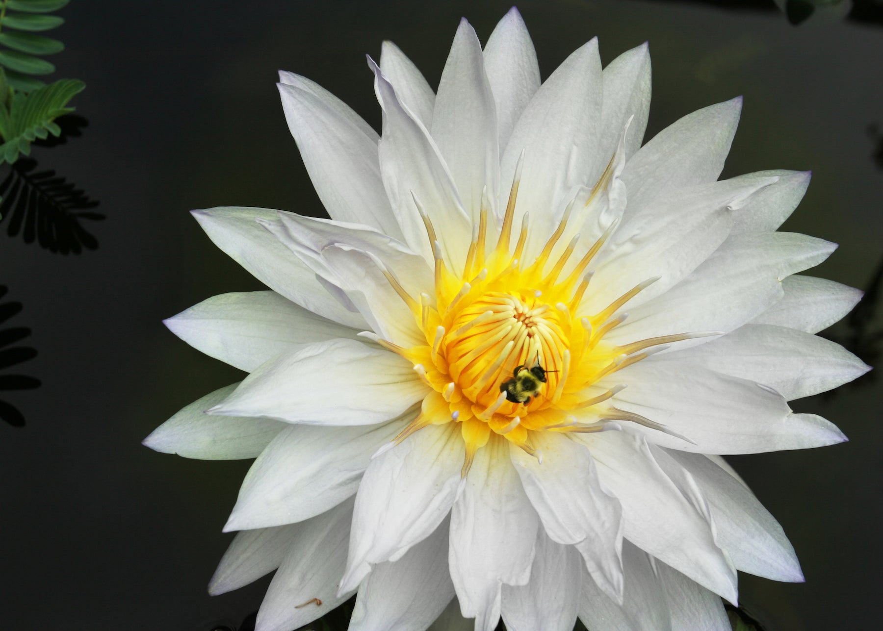 White Water Lily LOTUSWEI flower essences