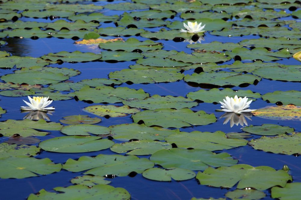 white water lily pond LOTUSWEI flower essences