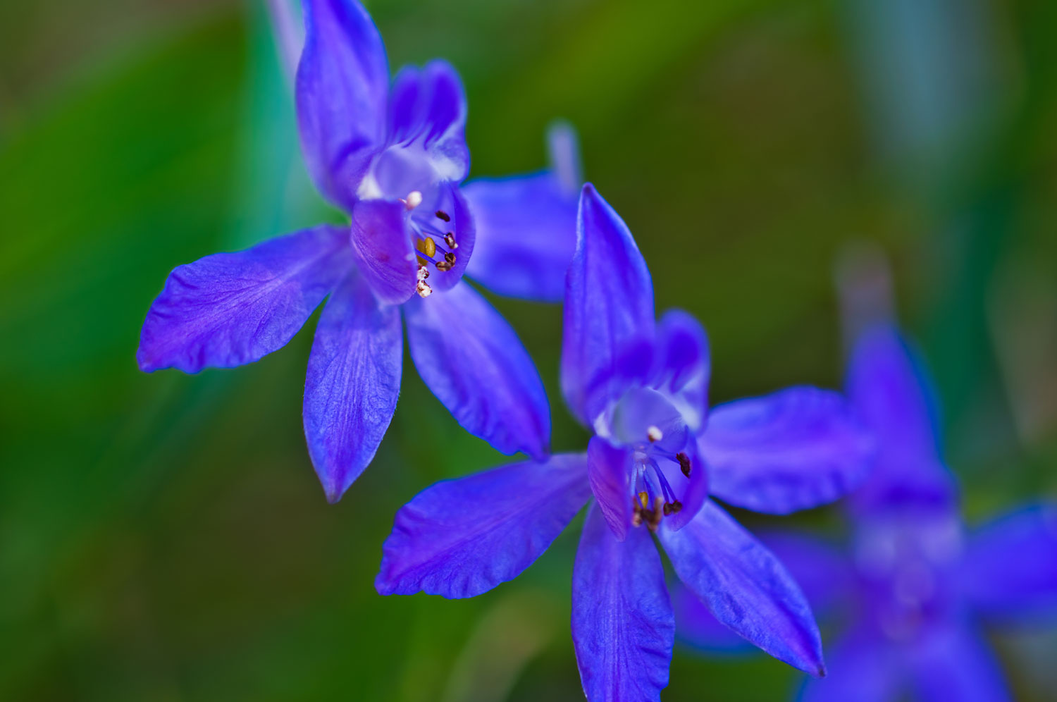 lotuswei flower essence elixir wild delphinium