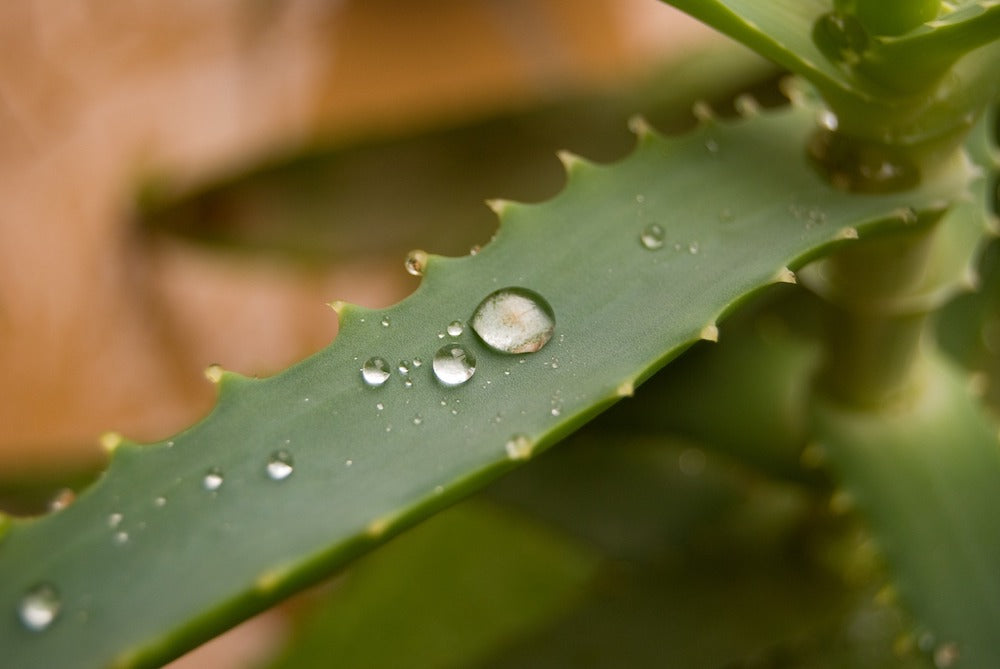 aloe leaf water droplet LOTUSWEI flower essences