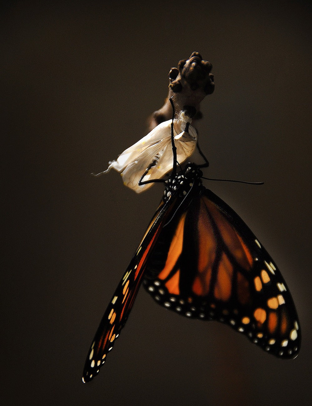 Butterfly Cocoons LOTUSWEI flower essences