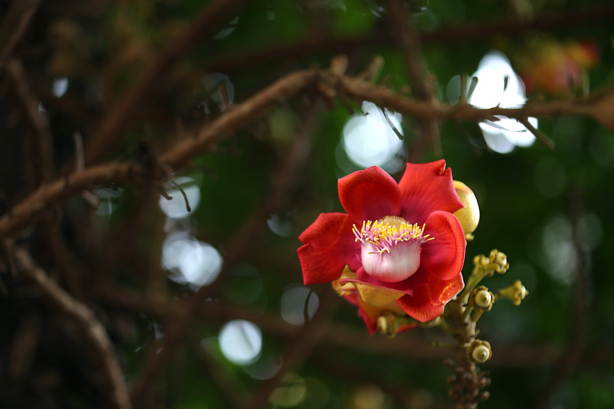 Cannonball flower Singapore LOTUSWEI flower essences