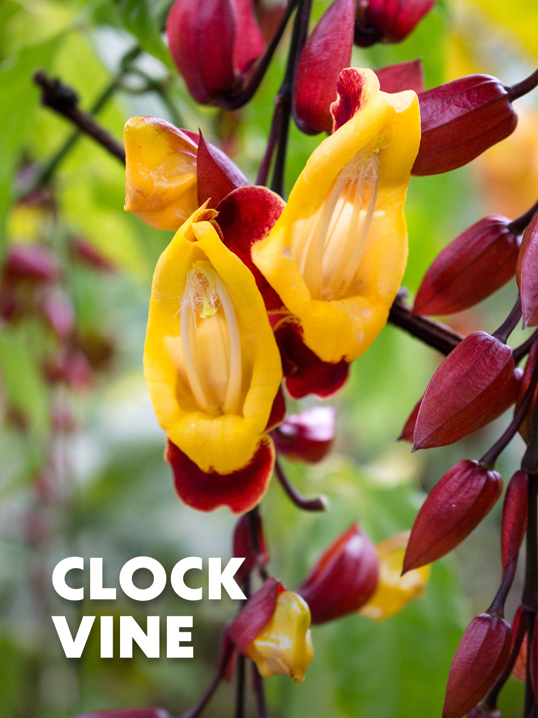 Clock Vine