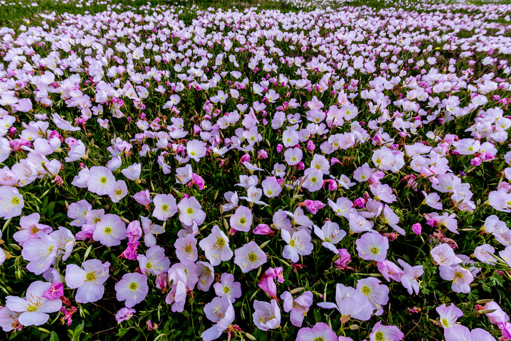 field of pink primrose LOTUSWEI flower essences