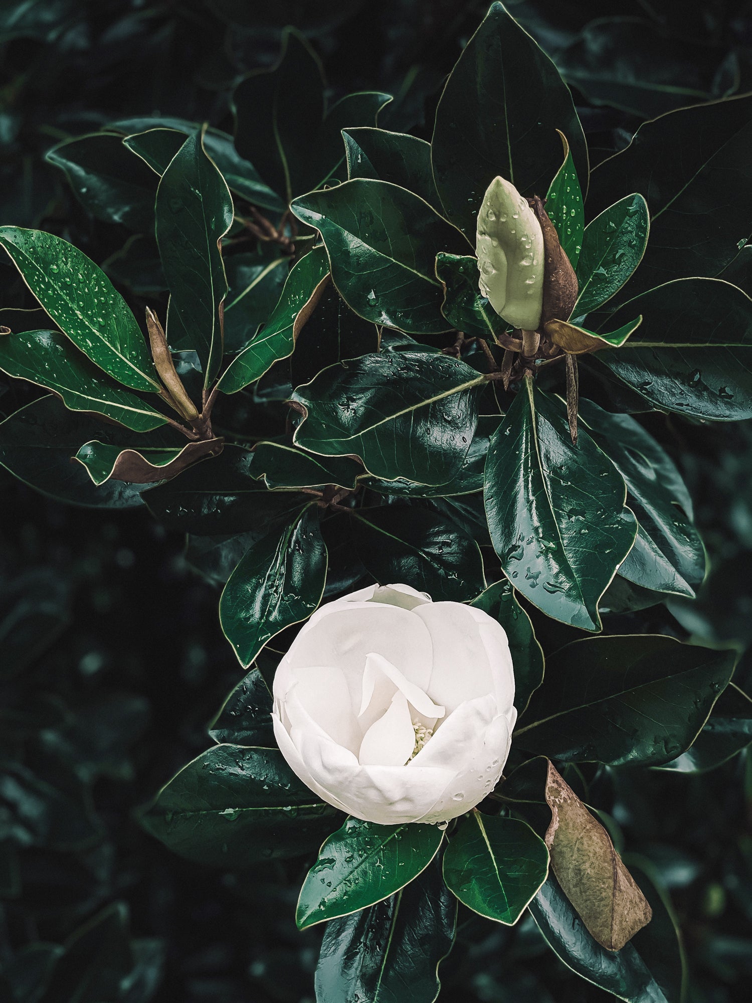 White magnolia Boundless wisdom Lotuswei flower essence elixir blend essences