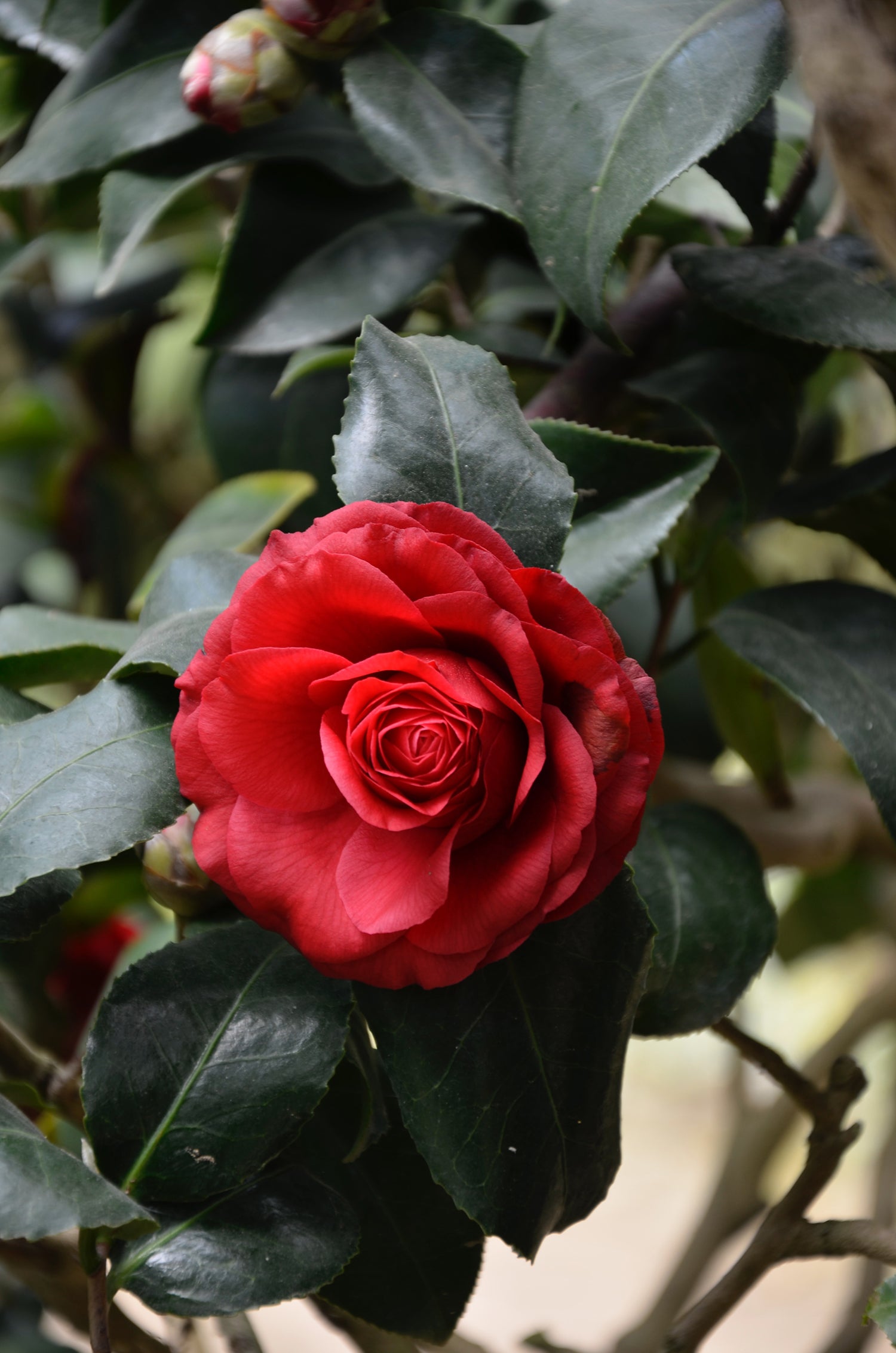 Rose fierce compassion Lotuswei flower essence elixir blend essences