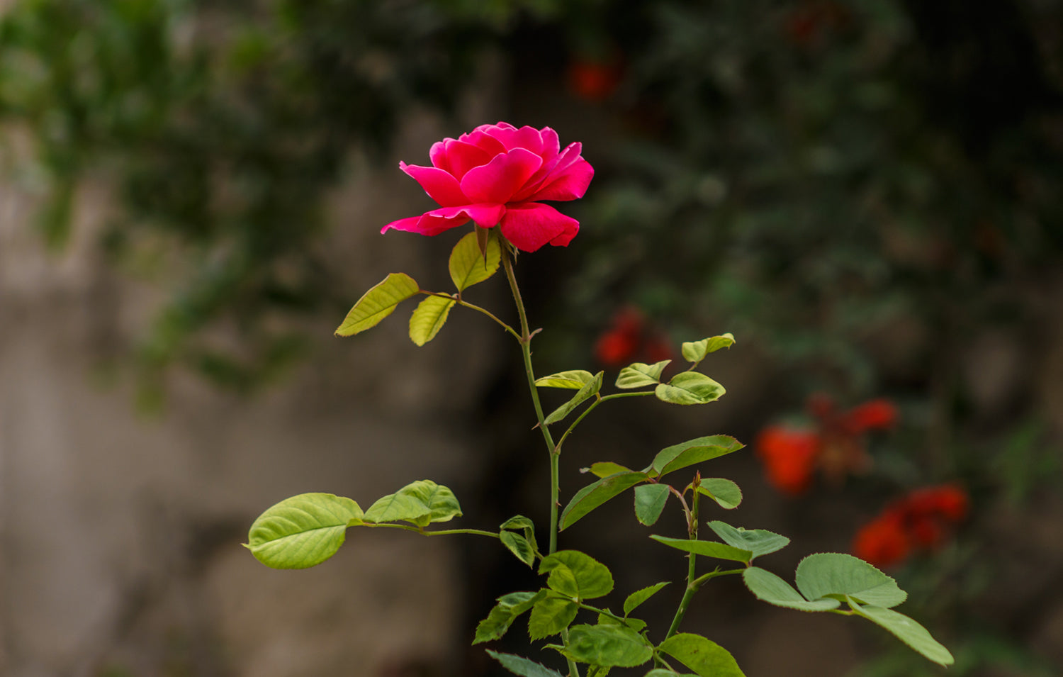Rose fierce compassion Lotuswei flower essence elixir blend essences
