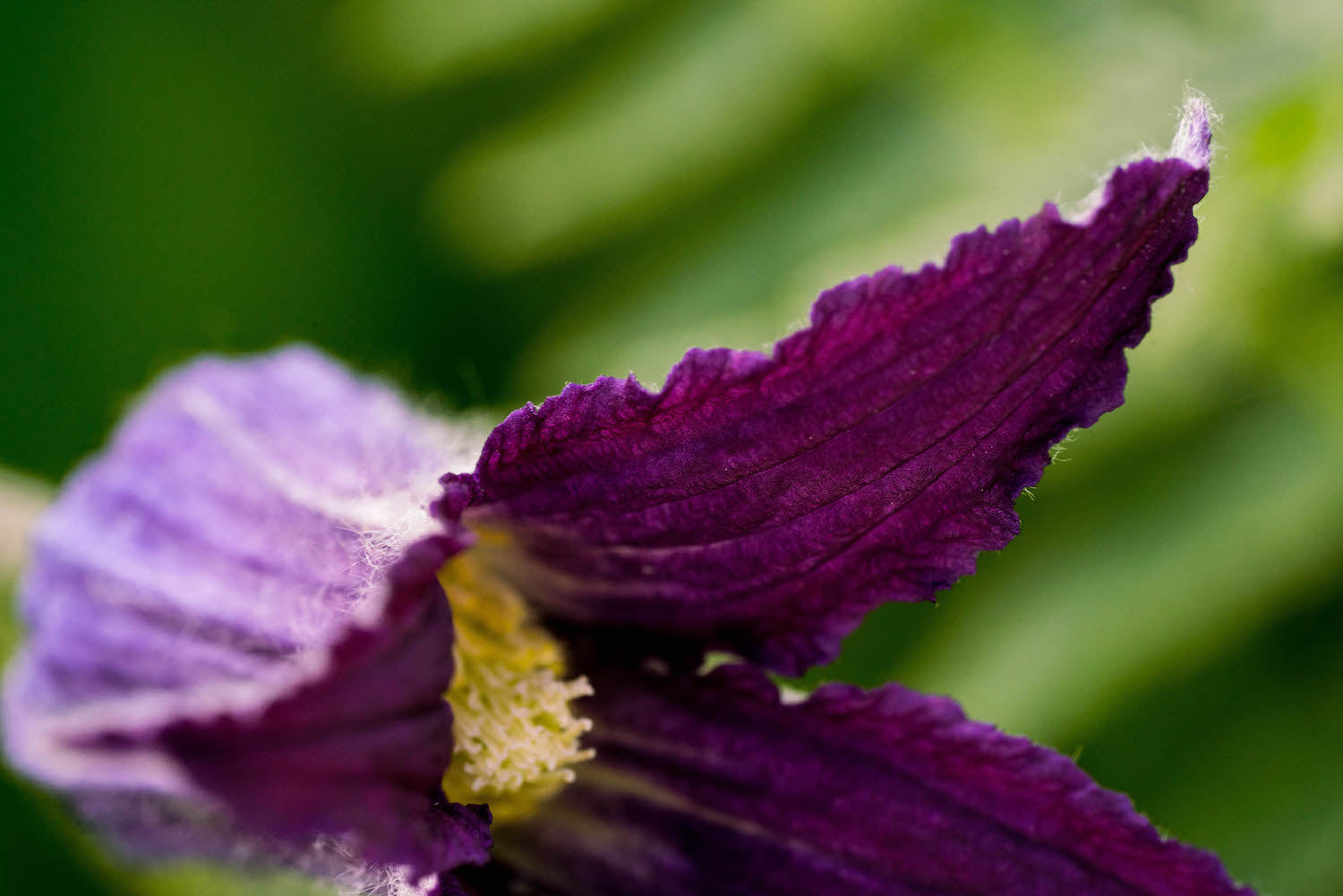 sugarbowl clematis flower essence