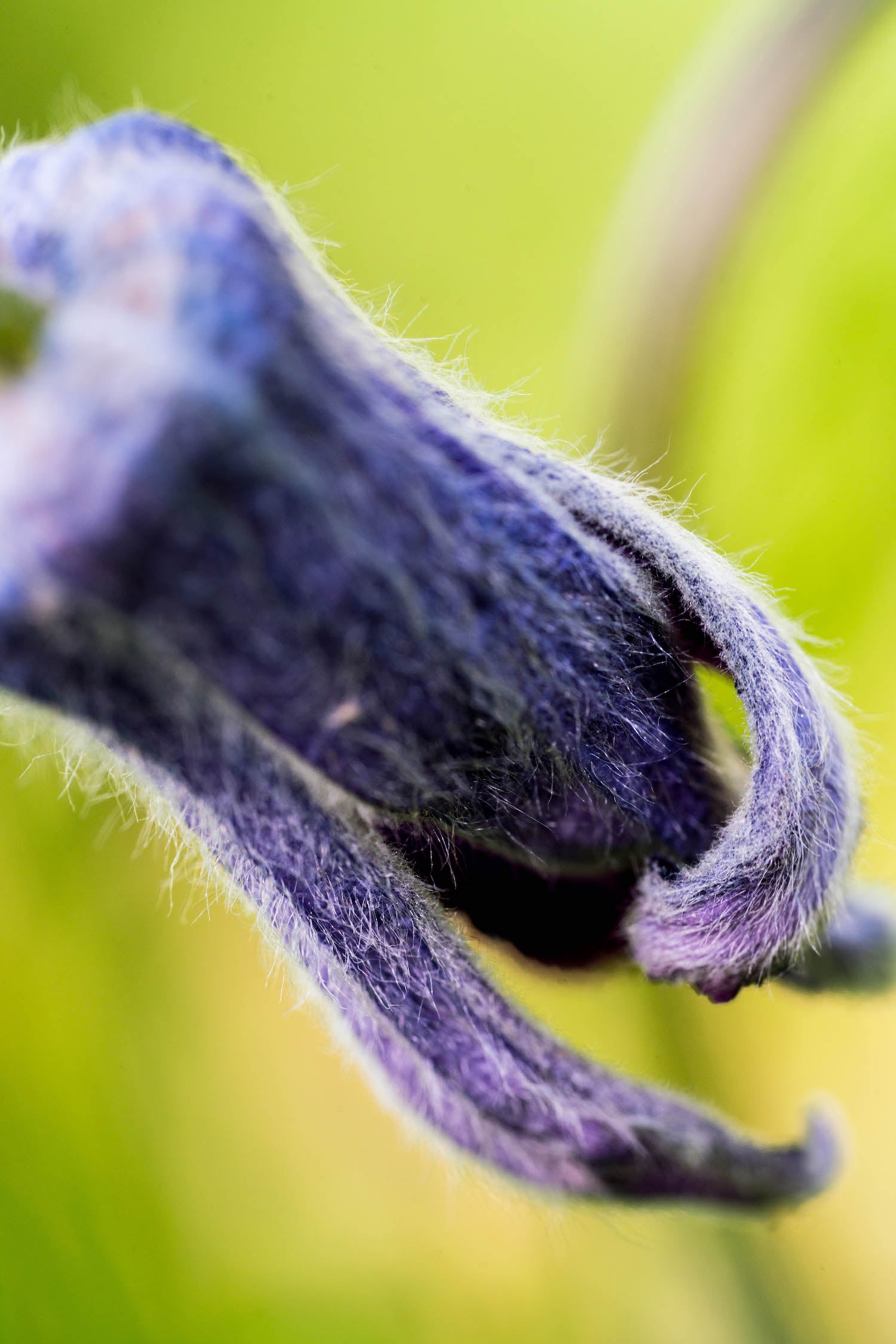 sugarbowl clematis flower essence