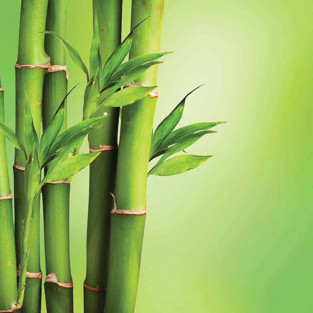  Bamboo  Essence LOTUSWEI