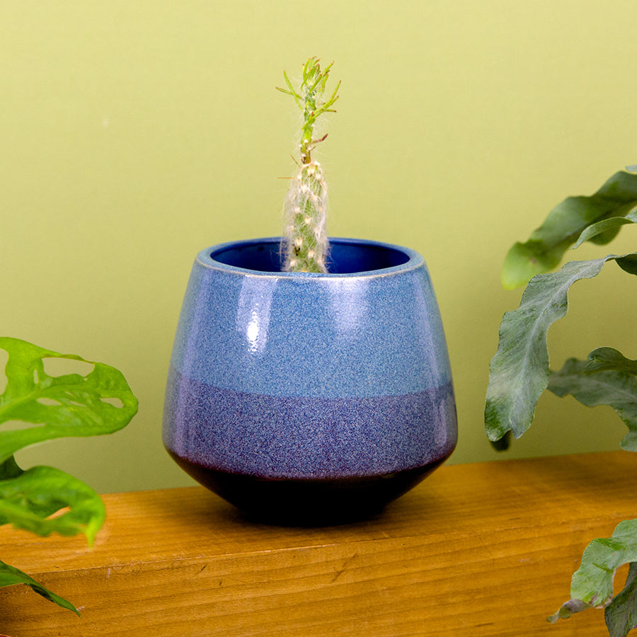 Pacifico Pot Blue - 4"