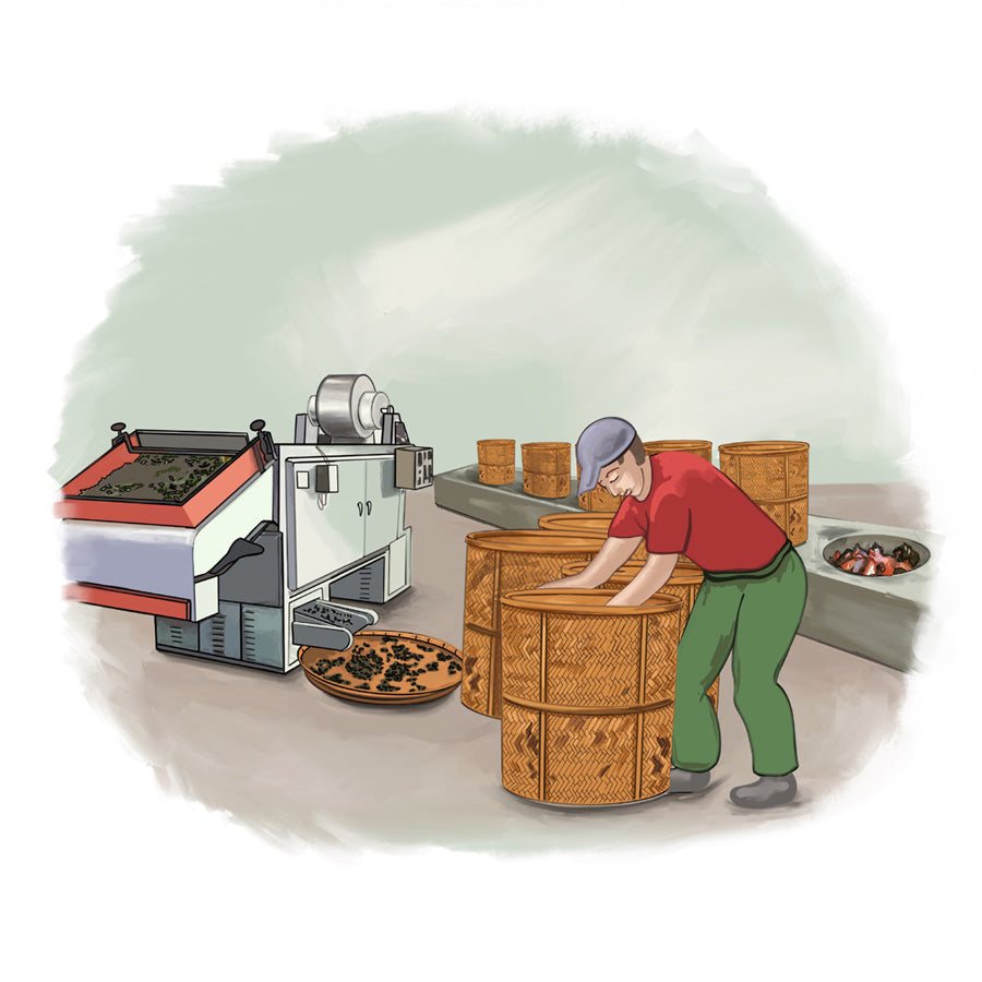 sorting tea illustration