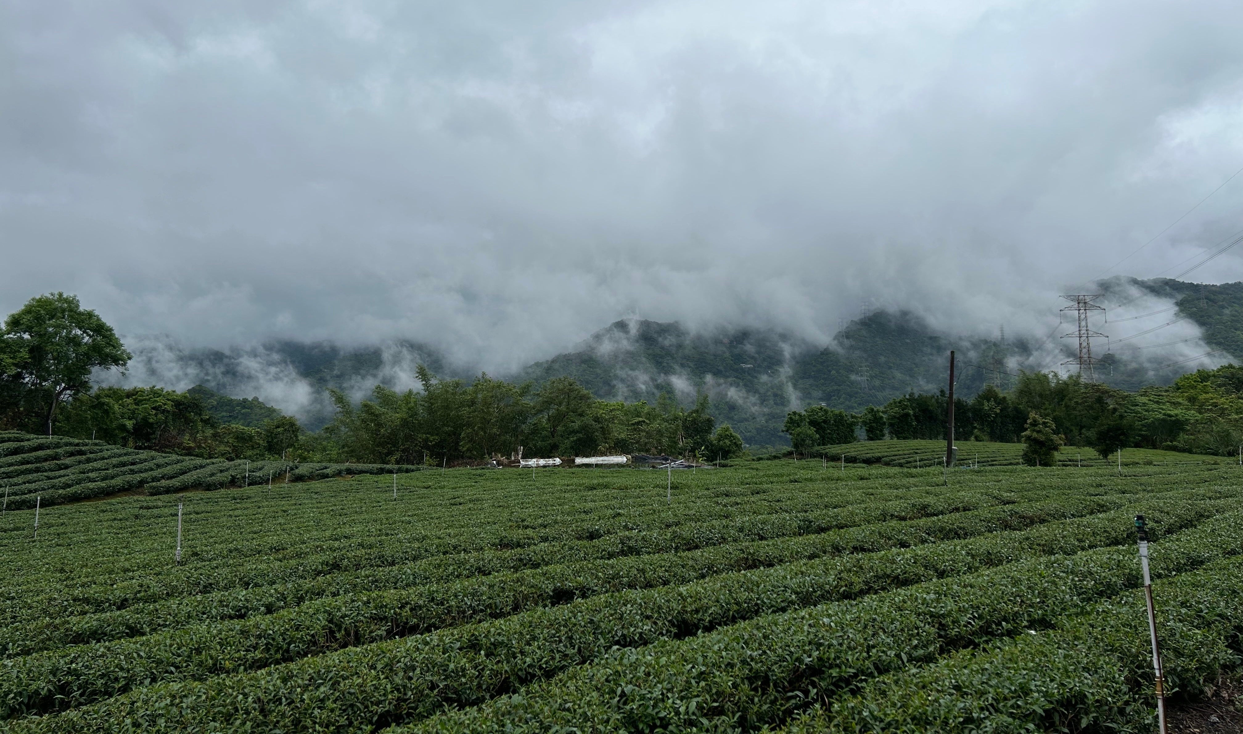 Pinglin Tea Farm