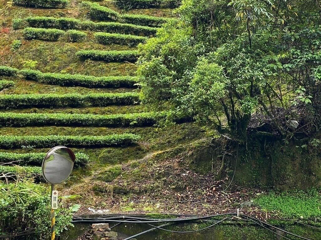Pinglin Tea Farm