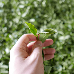 hand holding tea leaf