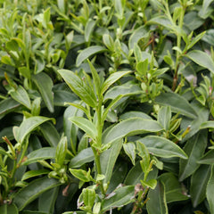 tea leaf bud growing