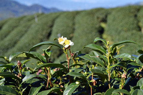 tea plant blossom
