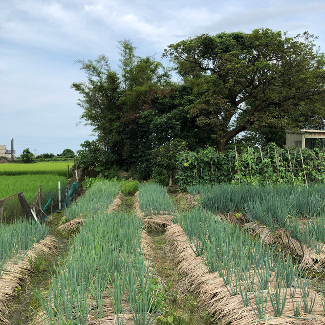 Yilan rice field 4