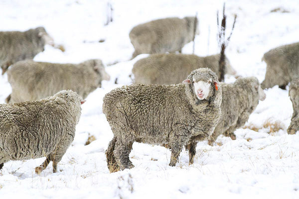 Merino Sheep in the Snow