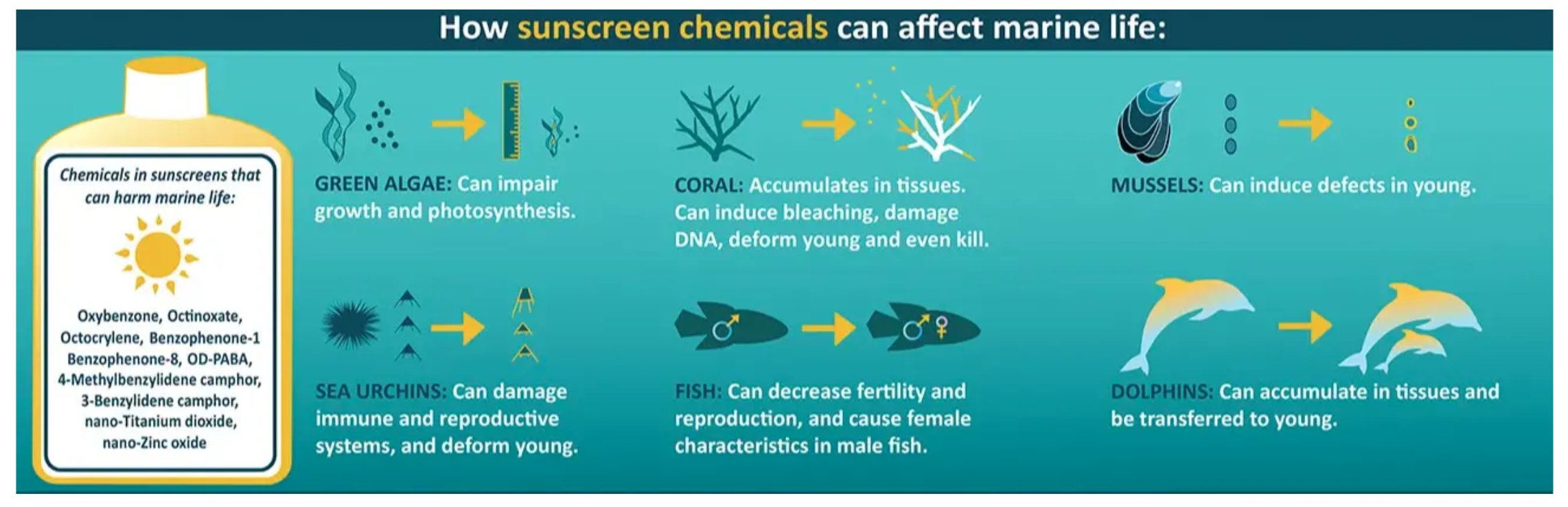 Sunscreen damage to oceans