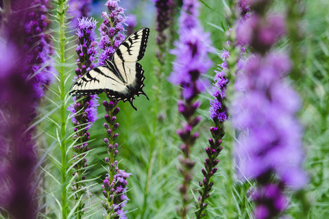 Liatris october flowers