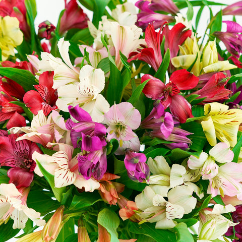 alstromeria close up friendship flowers