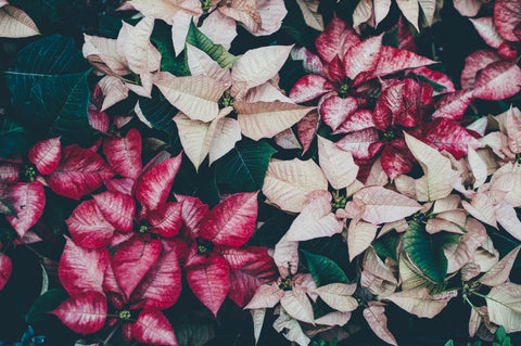 poinsetta christmas flowers