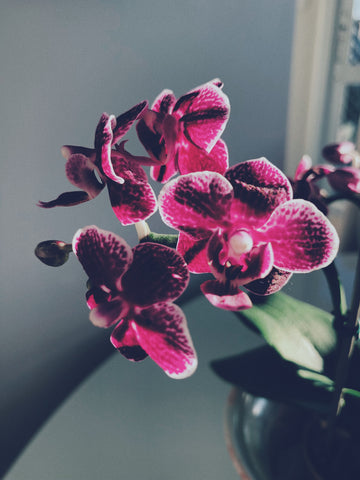 orchid for valentine's day