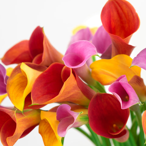 calla lily flowers for valentine's day