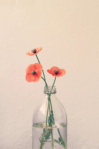 flowers in bottle vase 