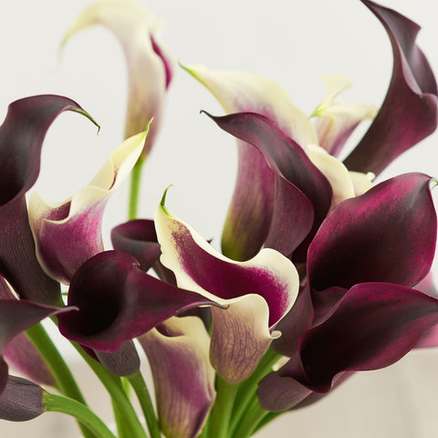 purple calla lily flower meaning