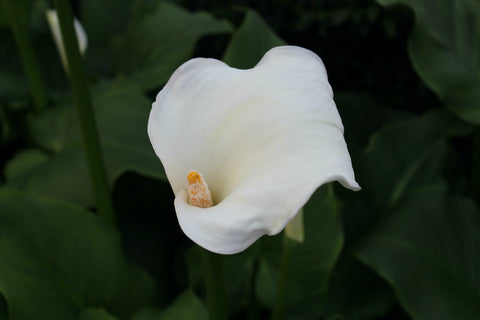 white calla lily flower meaning