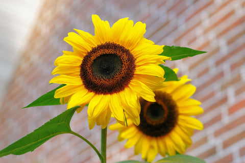 tall bright sunflowers