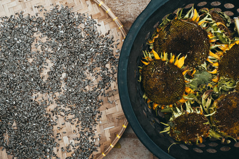 How to Harvest Seeds from Cut Sunflowers