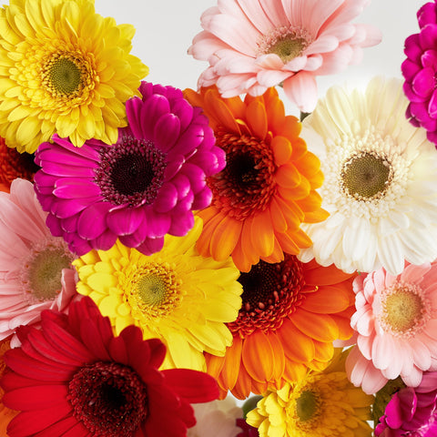 gerbera daisies for valentine's day