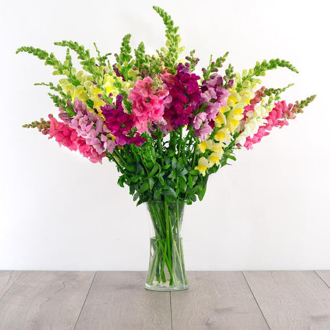 snapdragon bouquet