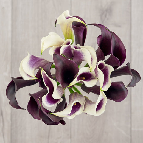 purple calla lilies