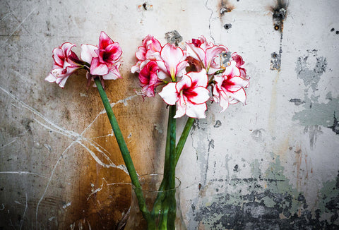 christmas flowers amaryllis