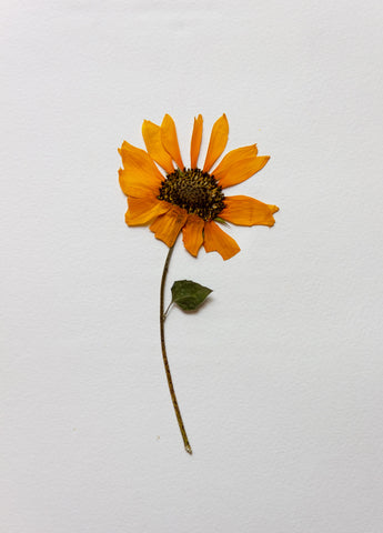 Still life of a dried pressed daisy flower blossom and stem on an
