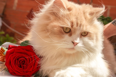 pet-friendly flowers, cat with roses