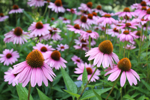 Coneflower october flower