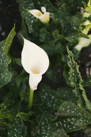 white calla lily flower meaning