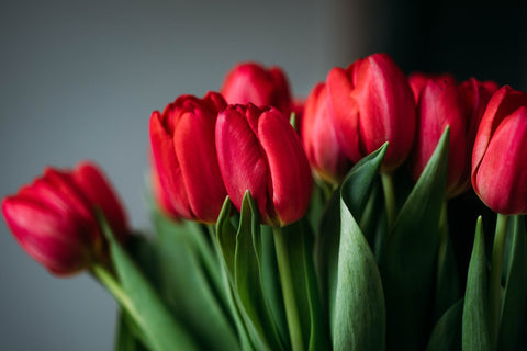 tulips for Valentine's Day