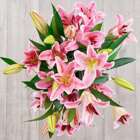 pink starfighter lilies breast cancer flowers