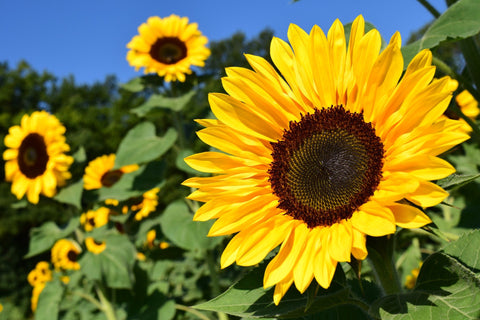 tall sunflower plants